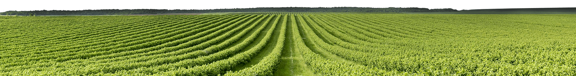land.png