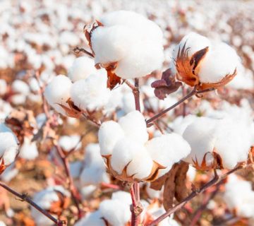 کمبود مواد مغذی در پنبه