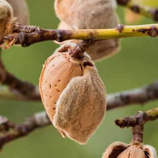 برنامه غذایی بادام