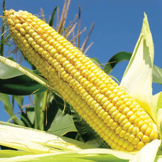 برنامه غذایی ذرت