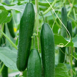 برنامه غذایی خیار