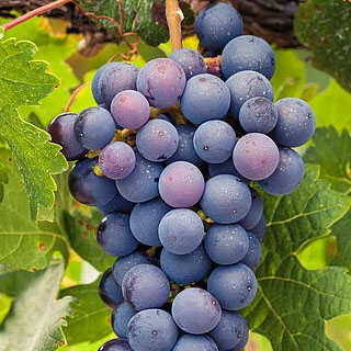 برنامه غذایی انگور