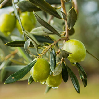 برنامه غذایی زیتون