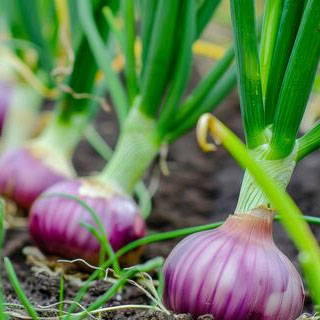 برنامه غذایی پیاز