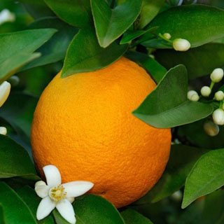 برنامه غذایی پرتقال