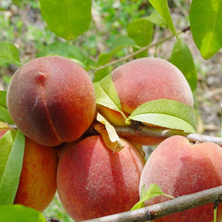 برنامه غذایی هلو