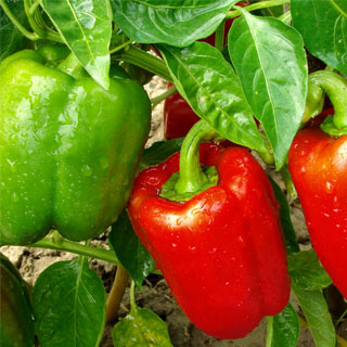 برنامه غذایی فلفل