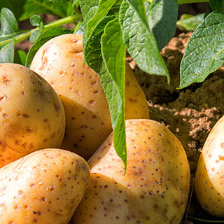 برنامه غذایی سیب زمینی