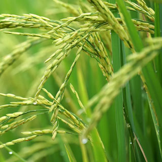 برنامه غذایی برنج