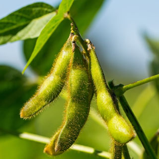 برنامه غذایی لوبیا