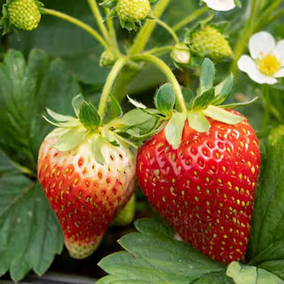 برنامه غذایی توت فرنگی