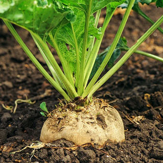 برنامه غذایی چغندرقند