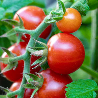 برنامه غذایی گوجه فرنگی