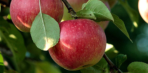 کمبود مواد مغذی در سیب