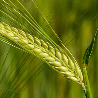 برنامه غذایی جو