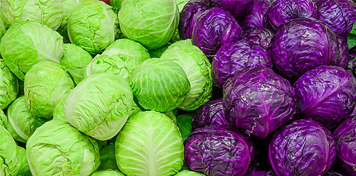 کمبود مواد مغذی در کلم