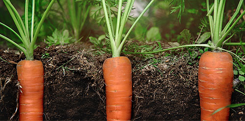 کمبود مواد مغذی در هویج