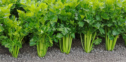 کمبود مواد مغذی در کرفس