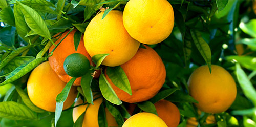 کمبود مواد مغذی در مرکبات