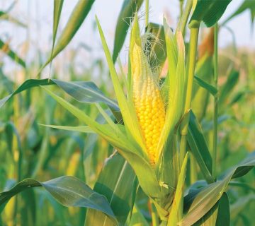 کمبود مواد مغذی در ذرت