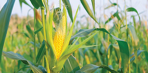 کمبود مواد مغذی در ذرت