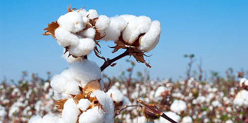 کمبود مواد مغذی در پنبه