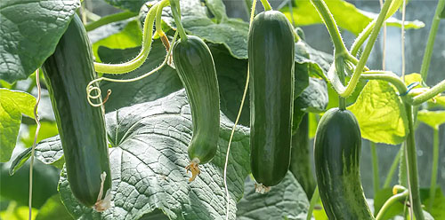 کمبود مواد مغذی در خیار