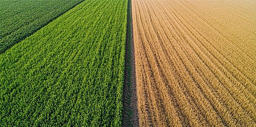 کمبود مواد مغذی در محصولات زراعی