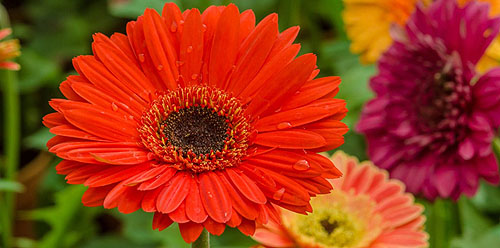 کمبود مواد مغذی در ژربرا