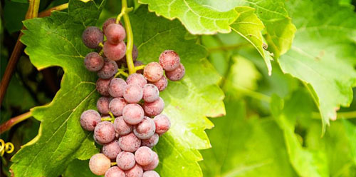 کمبود مواد مغذی در انگور