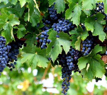 کمبود مواد مغذی در انگور