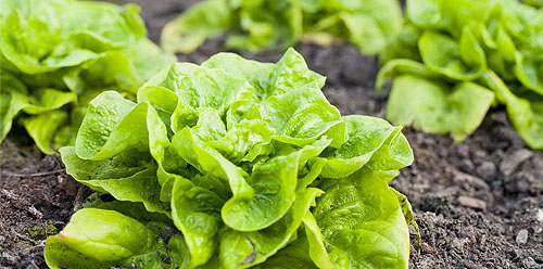 کمبود مواد مغذی در کاهو