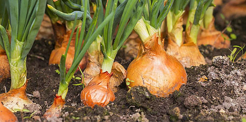 کمبود مواد مغذی در پیاز