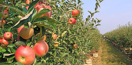 کمبود مواد مغذی در باغی