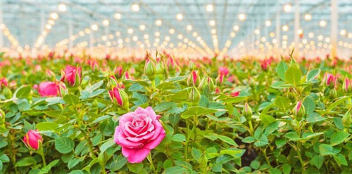 کمبود مواد مغذی در گلخانه