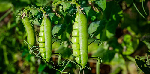 کمبود مواد مغذی در لوبیا