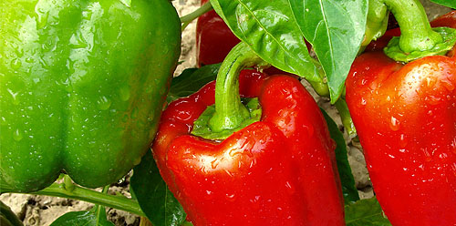 کمبود مواد مغذی در فلفل