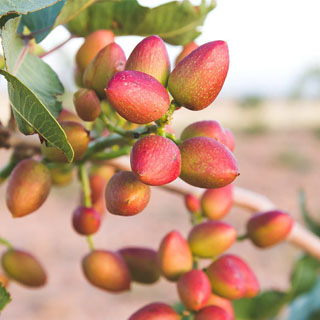 برنامه غذایی پسته