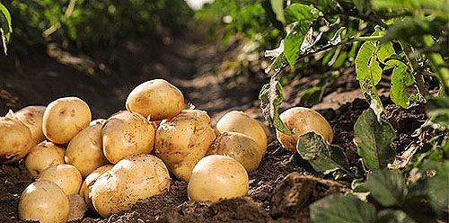 کمبود مواد مغذی در سیب زمینی