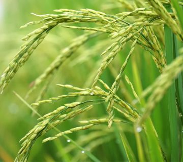 کمبود مواد مغذی در برنج