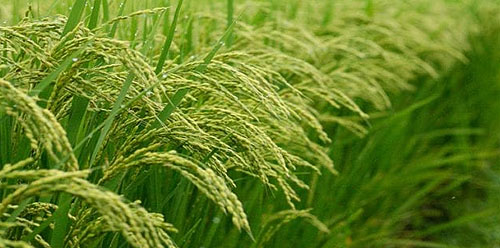 کمبود مواد مغذی در برنج