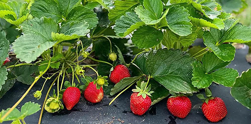 کمبود مواد مغذی در توت فرنگی