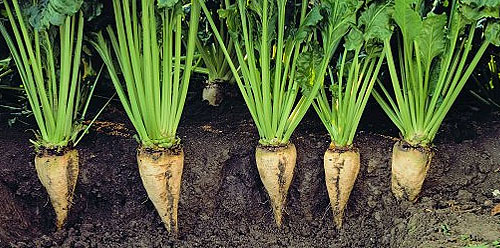 کمبود مواد مغذی در چغندر قند