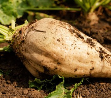 کمبود مواد مغذی در برنج