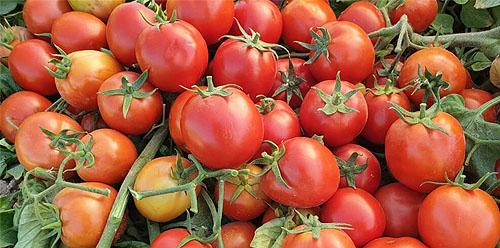 کمبود مواد مغذی در گوجه فرنگی