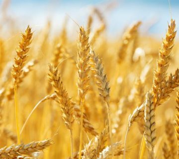 کمبود مواد مغذی در گندم