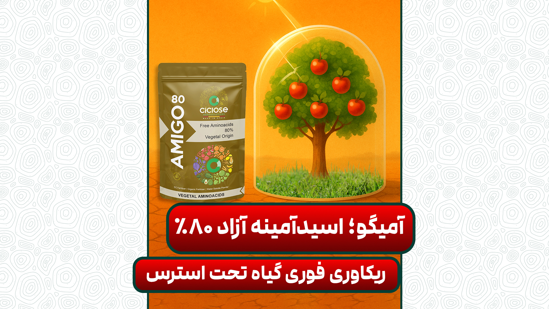 آمیگو 80 - Amigo 80