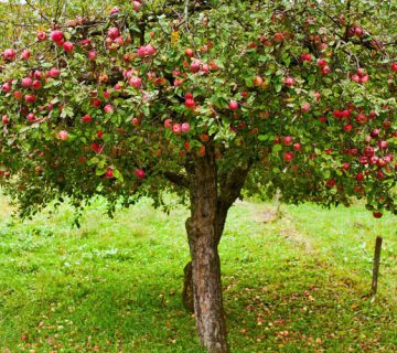 کمبود مواد مغذی در سیب