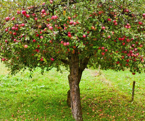 کمبود مواد مغذی در سیب