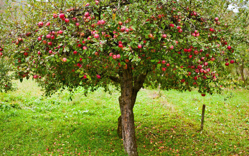 کمبود مواد مغذی در سیب